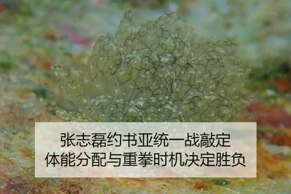 张志磊约书亚统一战敲定 体能分配与重拳时机决定胜负