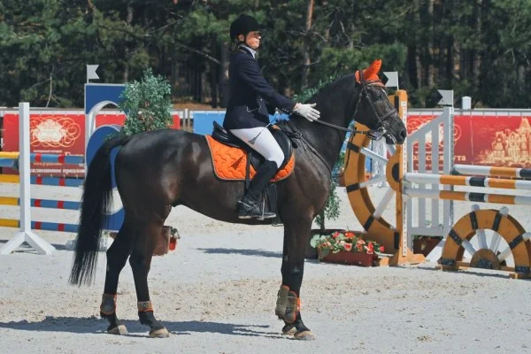 equestrian dressage horse